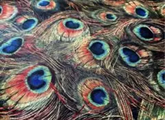 ⋆✦Peacock⋆✦孔雀⋆✦綺麗⋆✦さらら⋆✦リアルプリント⋆✦廃盤