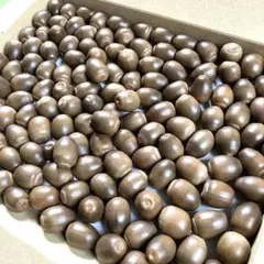 大玉140個　くぬぎどんぐり