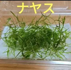 無農薬ナヤス 送料無料/水草水槽のサムネイル
