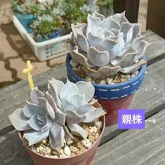 ◇リラシナ◇抜き苗　双頭　多肉植物　エケベリア属♡ウェーブ♡のサムネイル