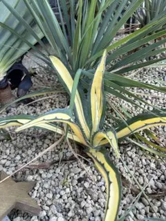 アガベ フェロックス白中斑 アガベ サルミアナ フェロックス 中斑 - メルカリ