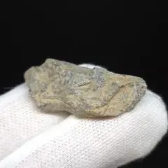 恐竜化石