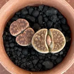 リトープス　抜き苗 リトープス属 アルビニカ 抜き苗 - メルカリ