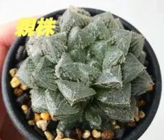 多肉植物 ハオルチア 火炎錦 鮮明錦 極上斑 - メルカリ