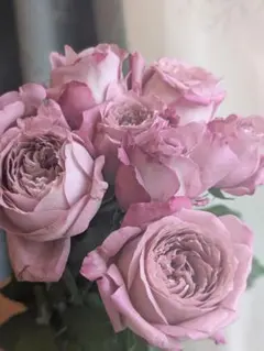 くろまろまろ様専用ページ//激レア♡グラデーション紫系_切花品種_39