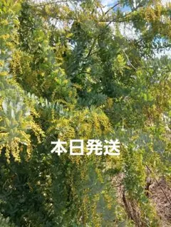 2026年最新】ミモザ枝の人気アイテム - メルカリ