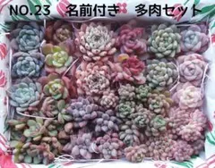 S*y様 NO.23　多肉植物　♥️名前付き　多肉セット　寄せ植えセット　多肉弁