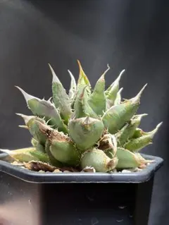 アガベ トトロ 豆豆龍 大量子株付き お得 - メルカリ