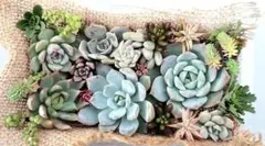 くまちま様 リクエスト 2点 まとめ商品