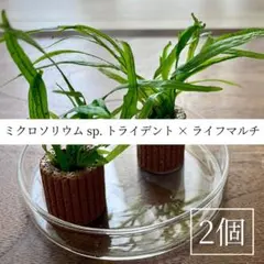 2026年最新】ミクロソリウムトライデントの人気アイテム - メルカリ