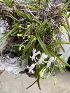 2025年最新】風蘭の苔玉の人気アイテム - メルカリ