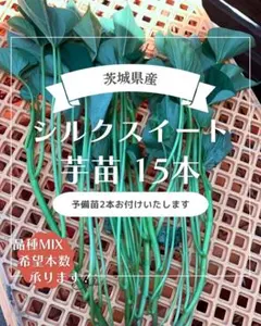 茨城県産 さつまいも苗 シルクスイート 10本 予備苗2本です。 - メルカリ