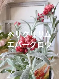 ヘリクリサム　エバーグロウ