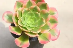 アエオニウム 錦 多肉植物、巾、 16、丈11、小かぶ多数、抜き苗 - メルカリ