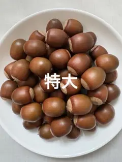 特大サイズ くぬぎ あべまき どんぐり 30個 煮沸処理済み 木の実