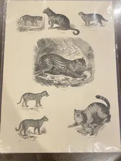 2026年最新】リトグラフ 猫の人気アイテム - メルカリ