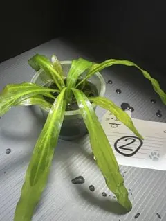 エキノドルスホレマニーグリーンクラシックブロード② エキノドルスホレマニーグリーンクラシックブロード②