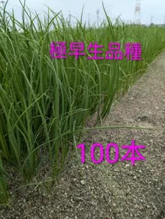 2025年最新】苗 玉ねぎの人気アイテム - メルカリ