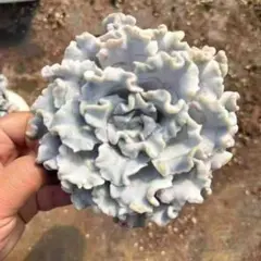 cactus mono様専用　23561クリスペートビューティ10個　鉢無し