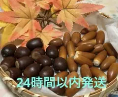 どんぐりミックス  50個