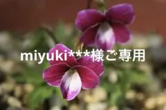 miyuki***様専用ページ