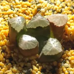 の*ち様 多肉植物　ハオルチア　狐火　アーク　実生　803のサムネイル