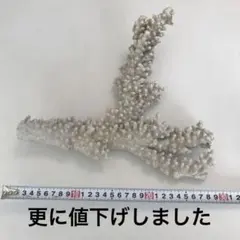 天然サンゴ　白珊瑚30cmインテリア・アクアリウムに