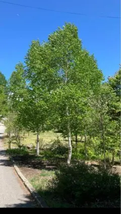 2025年最新】白樺 苗木の人気アイテム - メルカリ