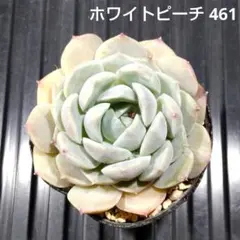 ホワイトピーチ 461 エケベリア 多肉植物 抜き苗