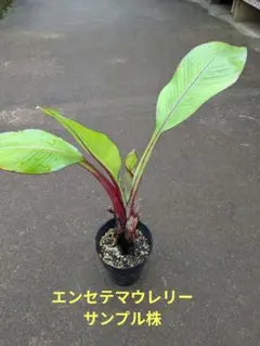 ★エンセテマウレリー★苗　特大サイズ 超特大サイズ】☆エンセテマウレリー☆苗 超特大サイズ