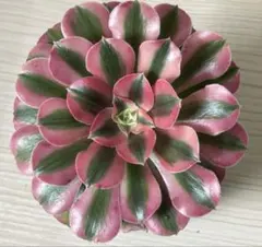 2025年最新】アエオニウム ピンクウィッチの人気アイテム - メルカリ