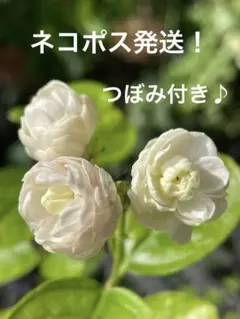 ホワイトマザーズデイ バラ 挿し木 苗 - メルカリ