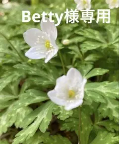 Betty様専用