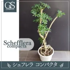 徳島　引き取り　ドラセナ　コンパクタ　大型　観葉植物 徳島 引き取り限定 ドラセナ コンパクタ 大型 観葉植物 - メルカリ