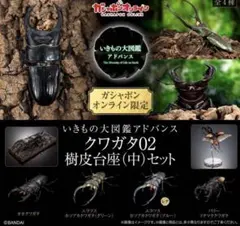 2025年最新】パリーオオクワガタの人気アイテム - メルカリ