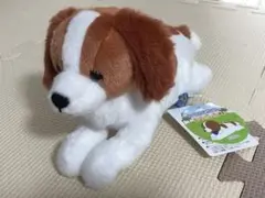 コーイケルホンディエのおでこちゃん おすわり ST.VMC 大谷翔平 コーイケルホンディエのおでこちゃん おすわり ST.VMC 大谷翔平