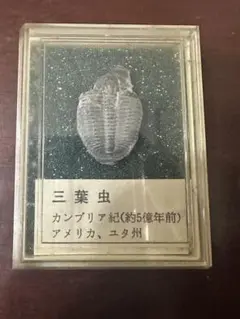 2025年最新】三葉虫化石標本の人気アイテム - メルカリ