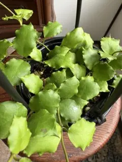 kimaira様 リクエスト 2点 まとめ商品