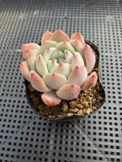 2026年最新】リンゼアナ 中里の人気アイテム - メルカリ