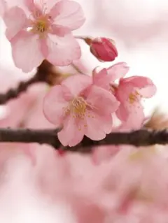 teco様専用