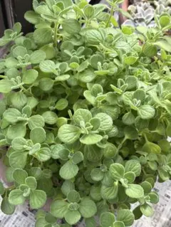 アロマティカス　カット苗10本とミニ多肉プレゼント