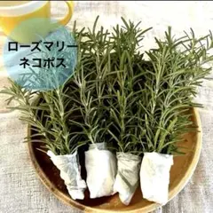 2026年最新】ローズマリーカット枝の人気アイテム - メルカリ