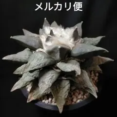 EMP アリオカルプス 玉ゴジラ＋接木/ C591 EMP アリオカルプス 玉ゴジラ＋接木/ C591 - メルカリ