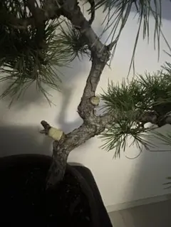 赤松盆栽 捻転根上がり 希少樹形 - メルカリ