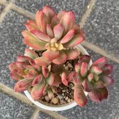 2026年最新】多肉植物 ミニベル錦の人気アイテム - メルカリ