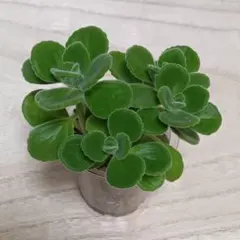 2 多肉植物　アロマティカス　しっかり根付き　❇️安心の容器ごと発送