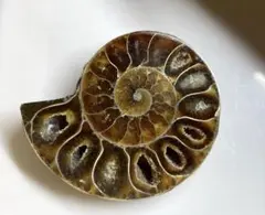 ⭐ ︎ ② 암모나이트 슬라이스