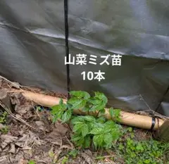 132 山菜 みず ミズ 600g 新鮮発送 - メルカリ