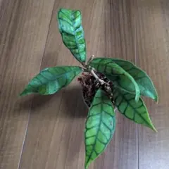 Hoya callistophylla（6月20日発送）のサムネイル