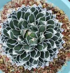 2025年最新】アガベ笹の雪ペンキの人気アイテム - メルカリ